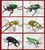 世界昆虫大百科 第3弾 きれいなクワガタ＆タマムシ 10個セット(食玩) 商品画像1