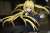 Golden Darkness Good Smile Company Ver. (PVC Figure) Item picture7