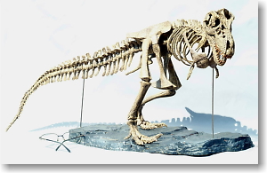 1/10 Tyrannosaurus Skeleton (Plastic model)