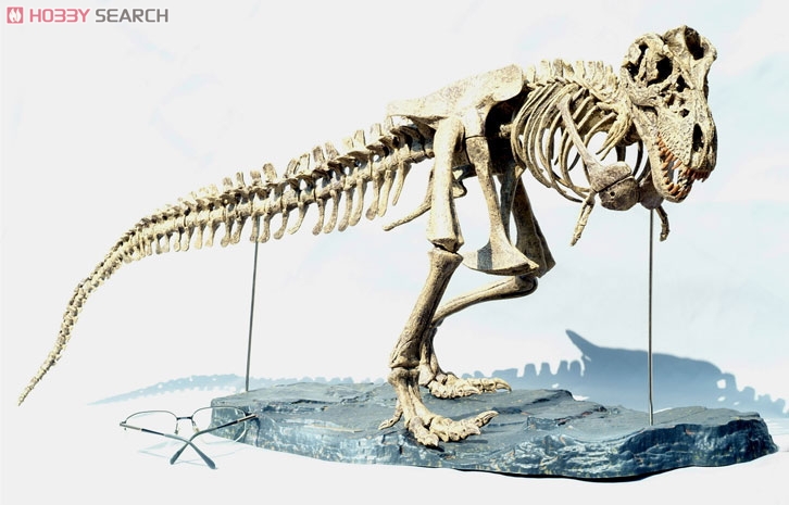 1/10 Tyrannosaurus Skeleton (Plastic model) Other picture1