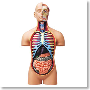 Super Deluxe Body Anatomy Model (Plastic model)