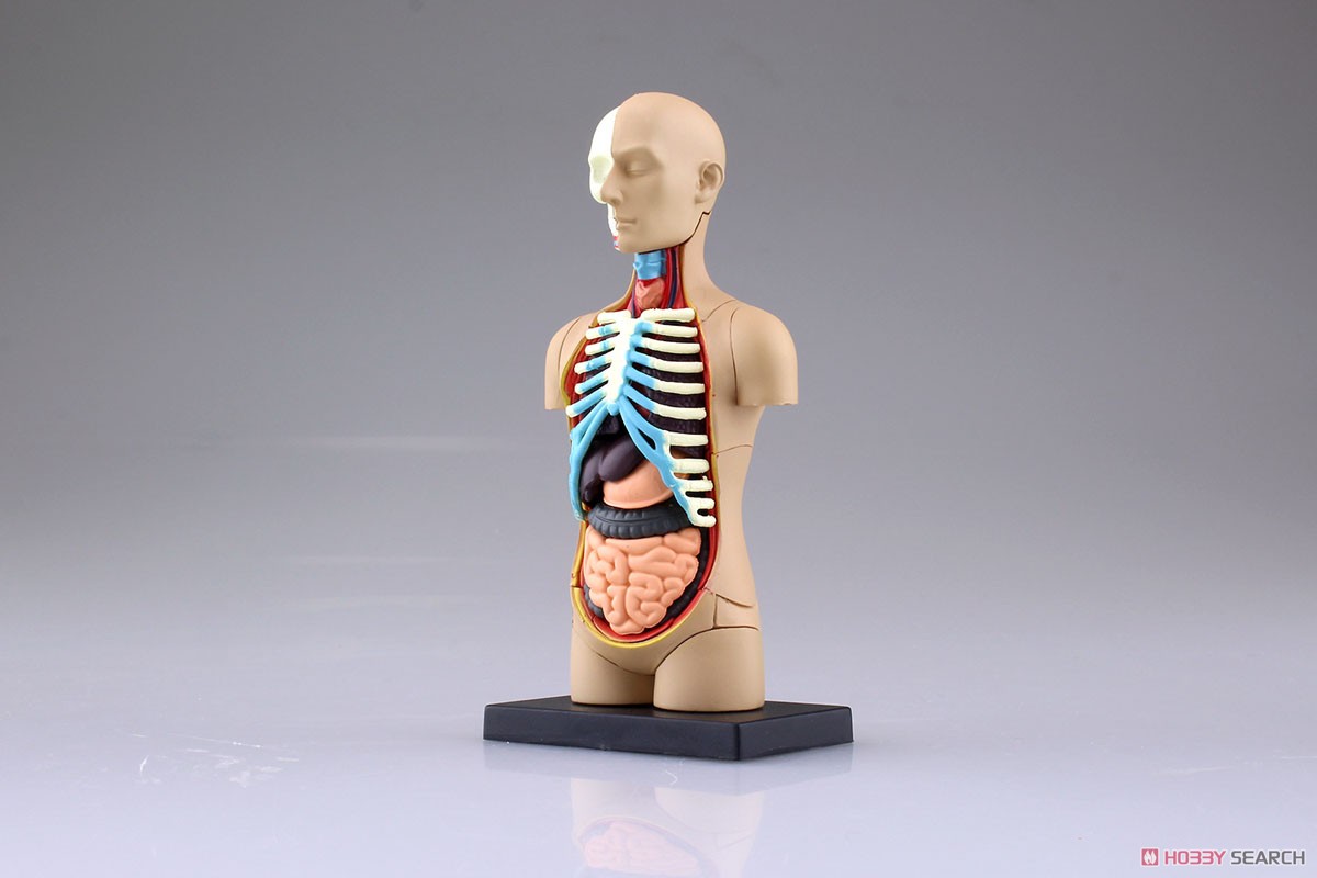 Body Anatomy Model (Plastic model) Item picture1