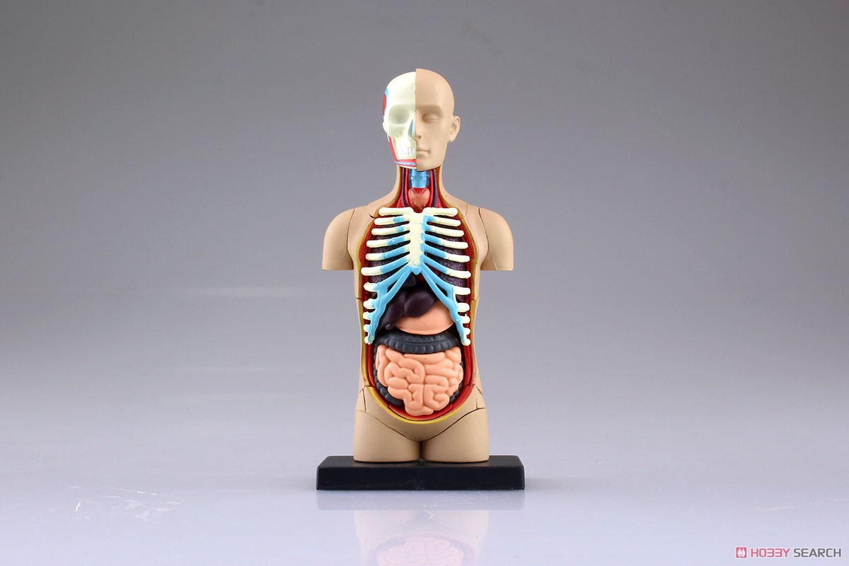 Body Anatomy Model (Plastic model) Item picture2