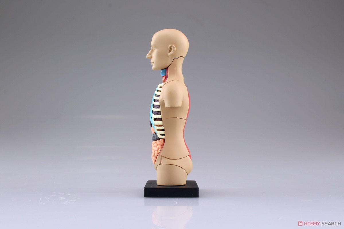 Body Anatomy Model (Plastic model) Item picture3