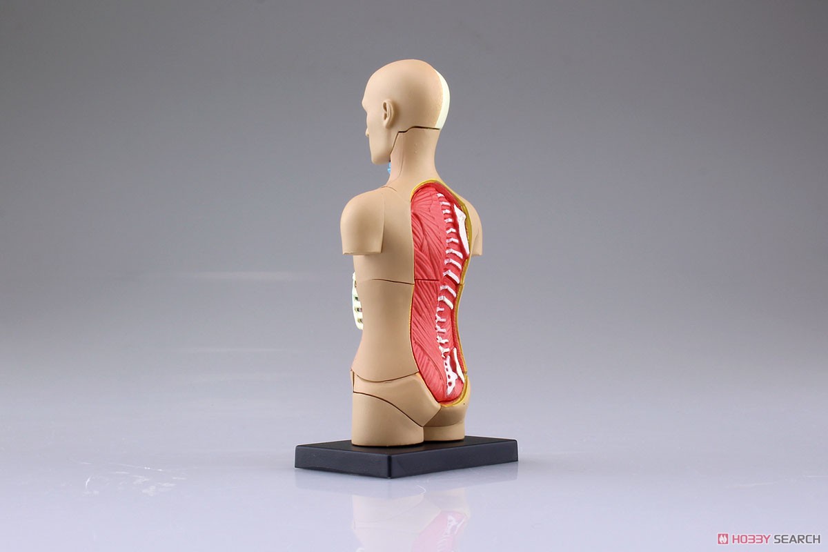 Body Anatomy Model (Plastic model) Item picture4
