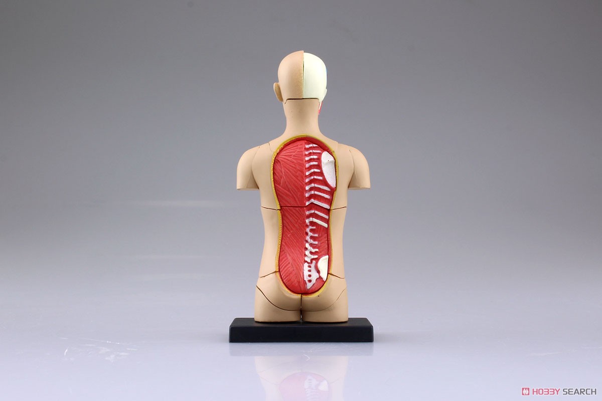 Body Anatomy Model (Plastic model) Item picture5