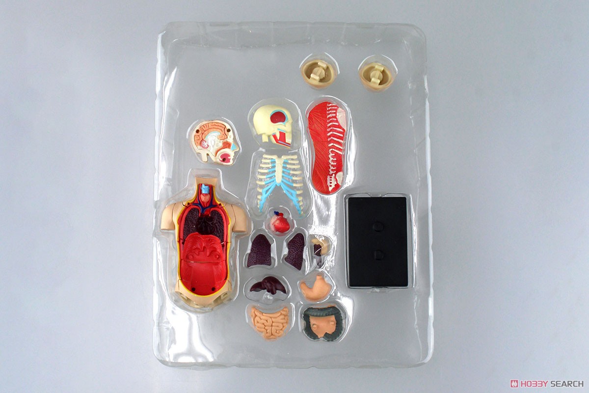 胴体解剖モデル (プラモデル) 商品画像7
