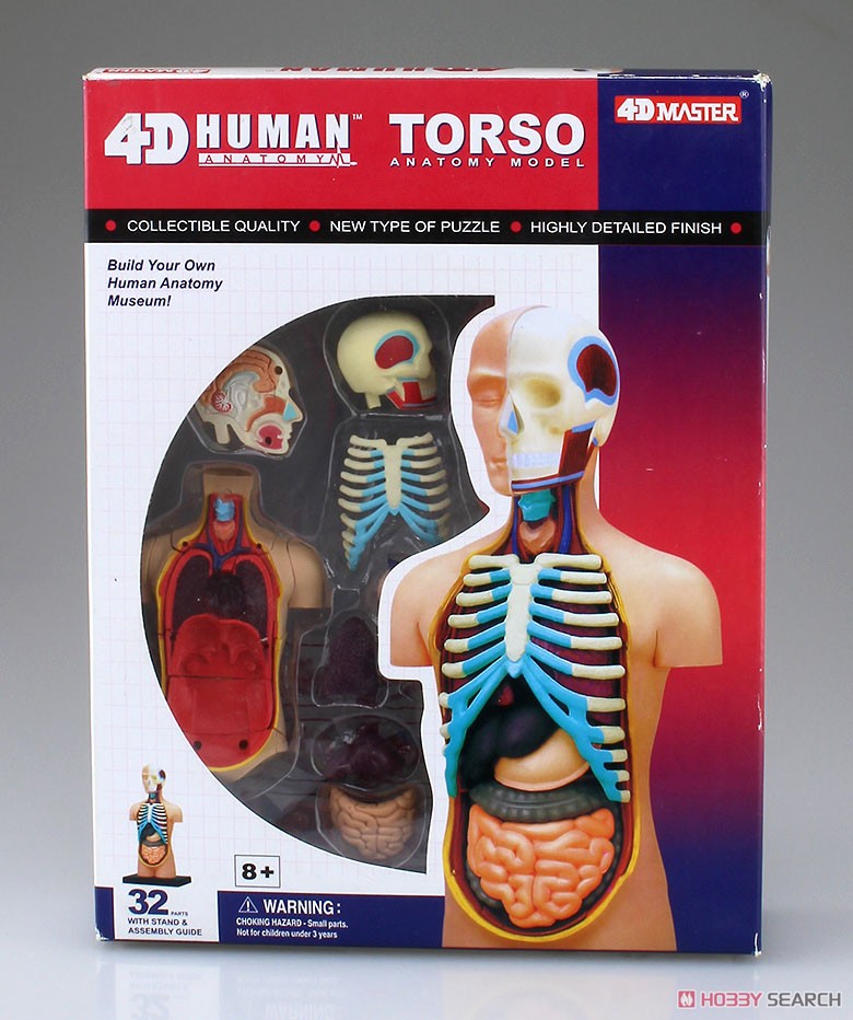Body Anatomy Model (Plastic model) Package1