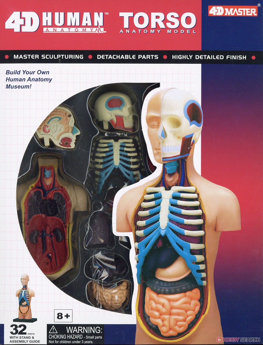 Body Anatomy Model (Plastic model) Package2