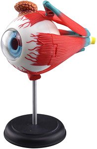 Eyeball Anatomy Model (Plastic model)