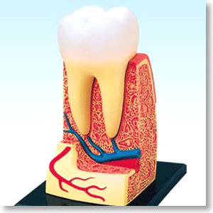 歯根解剖モデル (プラモデル)