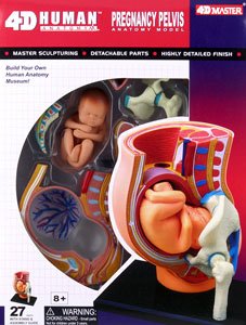 Pregnancy Anatomy Model (Plastic model)