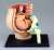 Pregnancy Anatomy Model (Plastic model) Item picture1