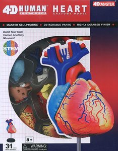 Heart Anatomy Model (Plastic model)