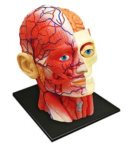 Head Section Anatomy Model (Plastic model)