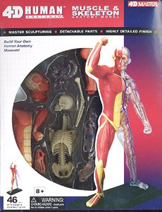 Muscle and Frame Anatomy Model (Plastic model)