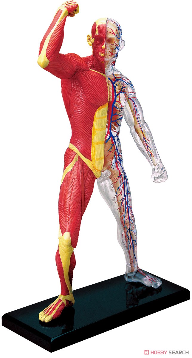 Muscle and Frame Anatomy Model (Plastic model) Item picture1