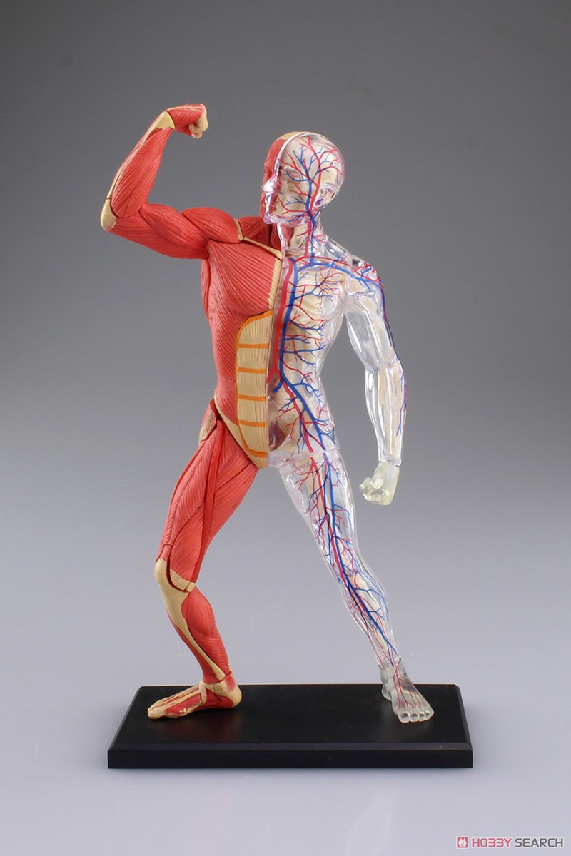 Muscle and Frame Anatomy Model (Plastic model) Item picture2