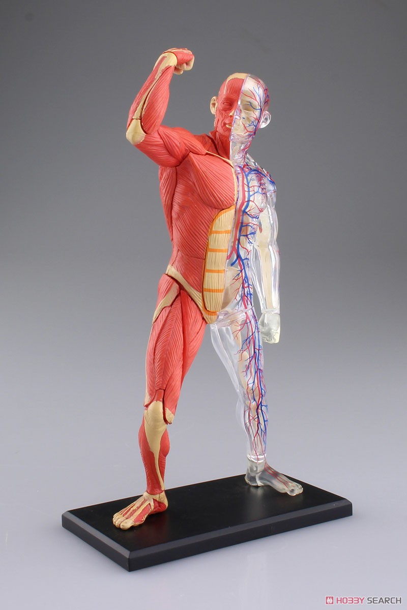 Muscle and Frame Anatomy Model (Plastic model) Item picture3