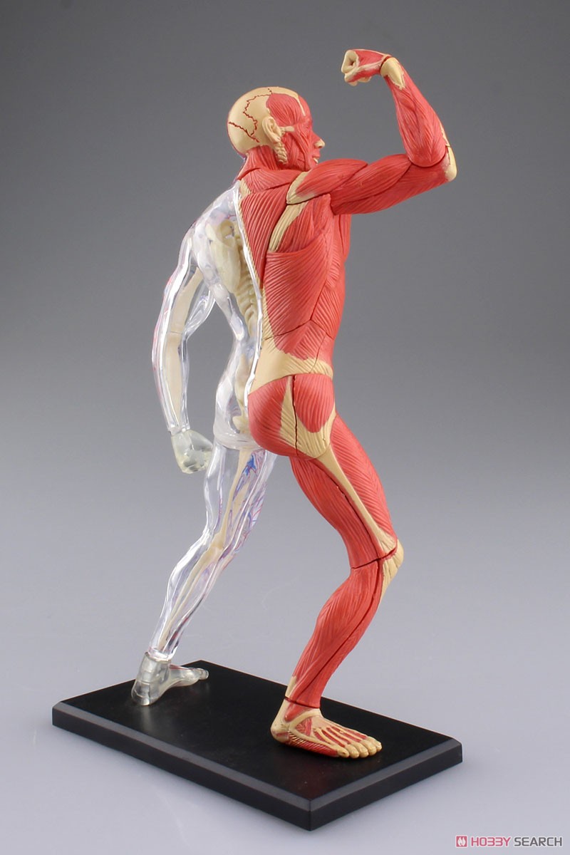 Muscle and Frame Anatomy Model (Plastic model) Item picture4
