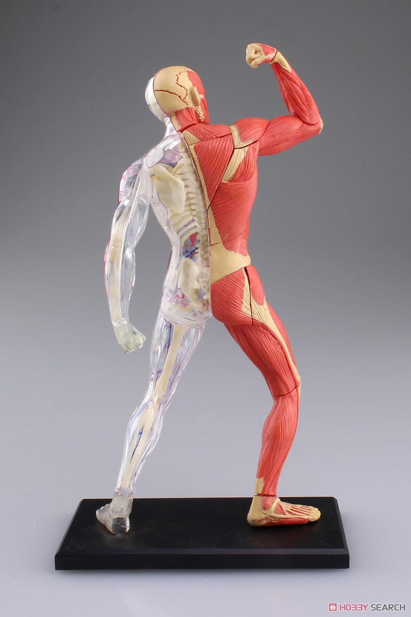 Muscle and Frame Anatomy Model (Plastic model) Item picture5