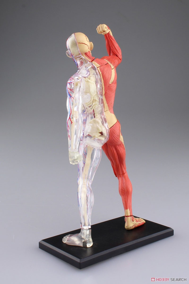 Muscle and Frame Anatomy Model (Plastic model) Item picture6