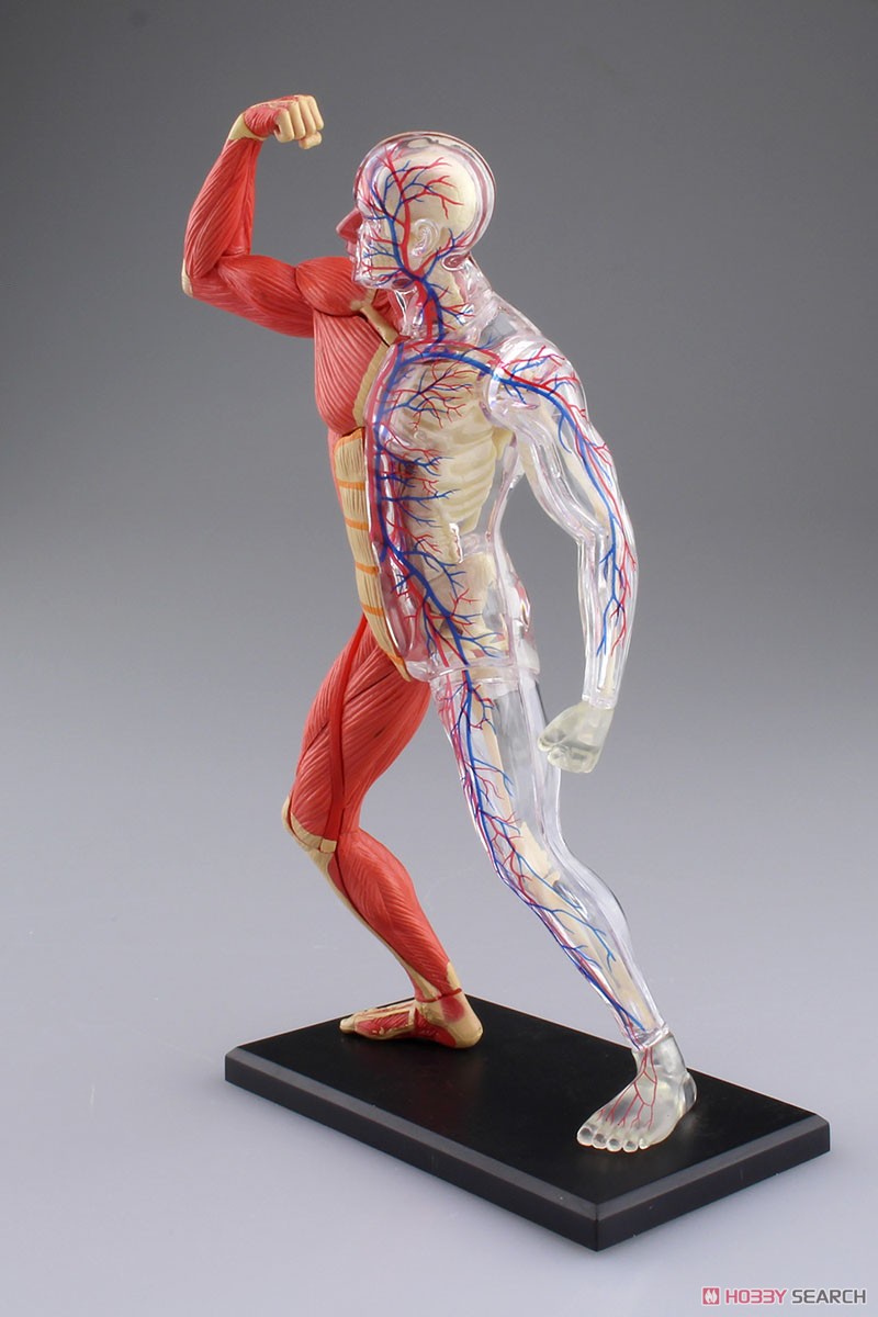 Muscle and Frame Anatomy Model (Plastic model) Item picture7