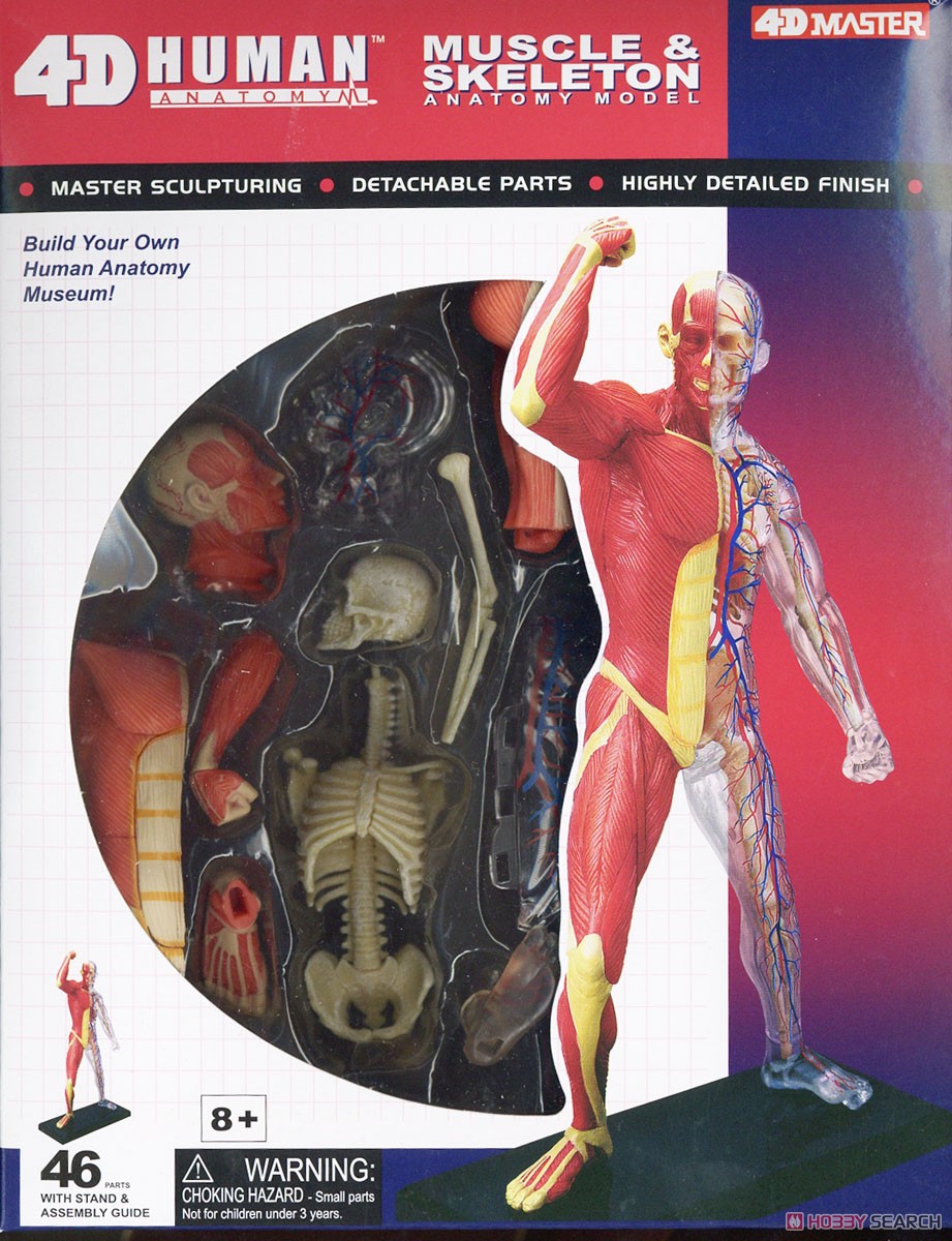 Muscle and Frame Anatomy Model (Plastic model) Package1