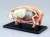 Pig Anatomy Model (Plastic model) Item picture3