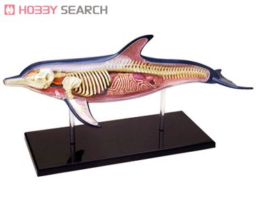 Dolphin Anatomy Model (Plastic model) Item picture3