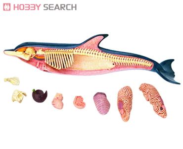 Dolphin Anatomy Model (Plastic model) Item picture4