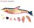イルカ解剖モデル (プラモデル) 商品画像4