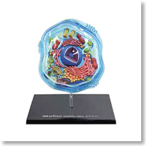 Animal Cell Anatomy Model (Plastic model)
