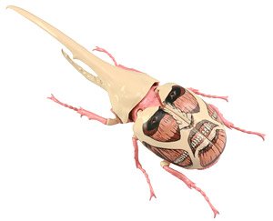 TV Animation [Attack on Titan] Ver. Hercules Beetle Colossus Titan (Plastic model)