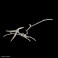 PLANNOSAURUS Pteranodon (Plastic model) 商品画像3 Thumbnail