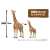 Ania AL-30 Giraffe (Reticulated Giraffe) (Animal Figure) Other picture4