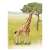 Ania AL-30 Giraffe (Reticulated Giraffe) (Animal Figure) Other picture5