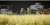 ジオラマ用グラスマット `秋` (210 x 145 x 36mm) (プラモデル) その他の画像1