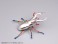 Pripra Mugen Museum Mugen Stag Beetle Dia (Plastic model) 商品画像3 Thumbnail