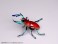 Pripra Mugen Museum Mugen Stag Beetle Ruby (Plastic model) 商品画像6 Thumbnail