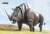 Wild War 1/12 Scale Action Figure Giant Horn Rhinoceros (Completed) Other picture2