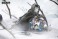 Cyber Forest Fantasy Girls FF0119 Mad Wolf (Plastic model) その他の画像2 Thumbnail