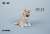 JXK スモール フロッキング 柴犬 D3 (ドール) 商品画像1