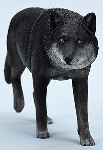 JXK Studio 1/6 common gray wolf A4 (Fashion Doll)