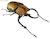 Beetle & Stag Beetle in the World 10 pieces (Shokugan) Item picture3