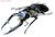 Beetle & Stag Beetle in the World 10 pieces (Shokugan) Item picture5