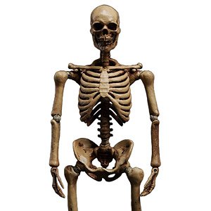 101 Toys 1/12 Palm Elf Series Skeleton Body Original Ver. (Completed)