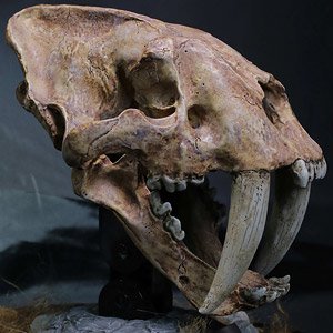 Star Ace Toys Smilodon Skull Replica (Completed)