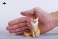 JXKスタジオ 1/6 フォックス A (ドール) その他の画像3 サムネイル