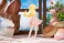 Pop Up Parade Shinobu Oshino (PVC Figure) その他の画像3 Thumbnail